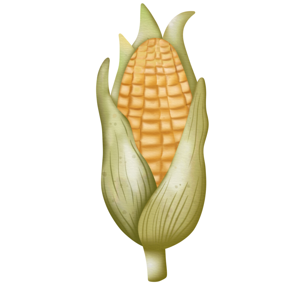 Corn flat watercolor png