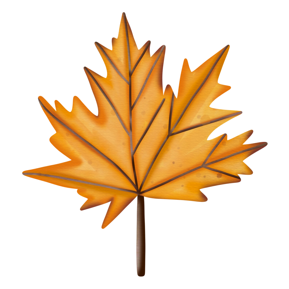 maple leaf watercolor png