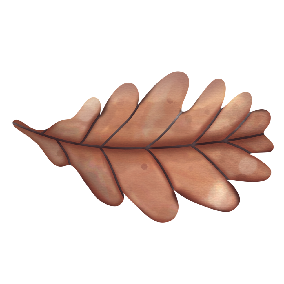 forest acorn leaf watercolor png