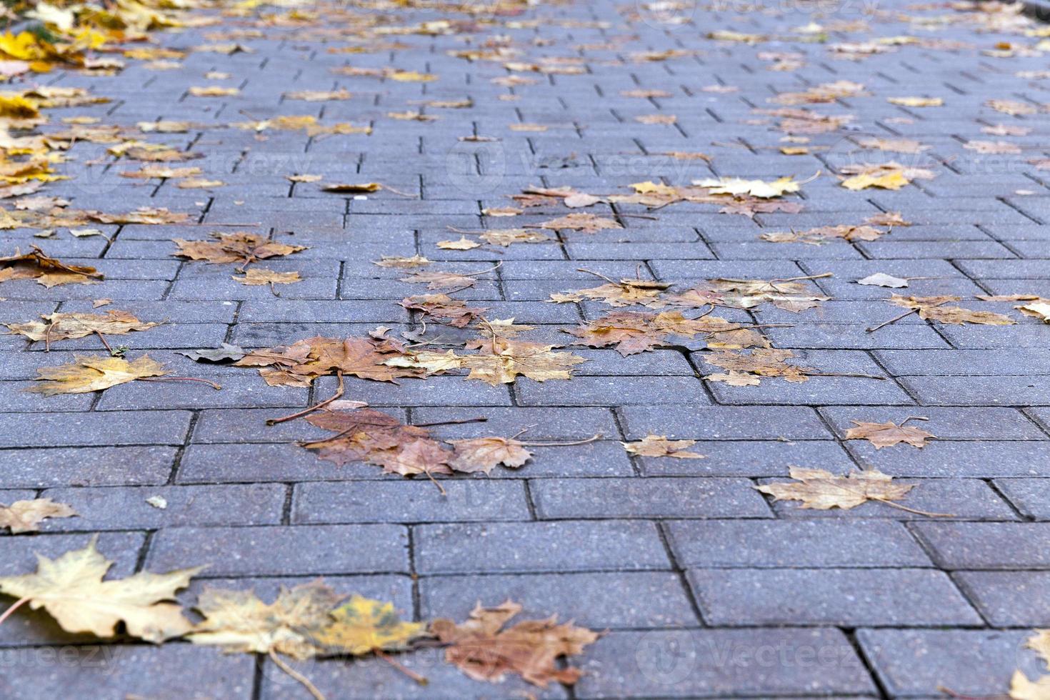 leaves on the sidewalk, autumn photo