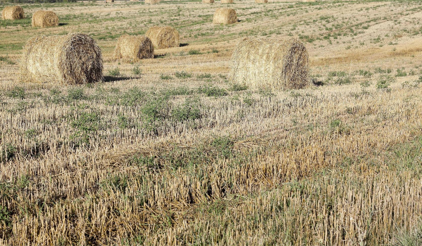 haystacks in a field of straw photo