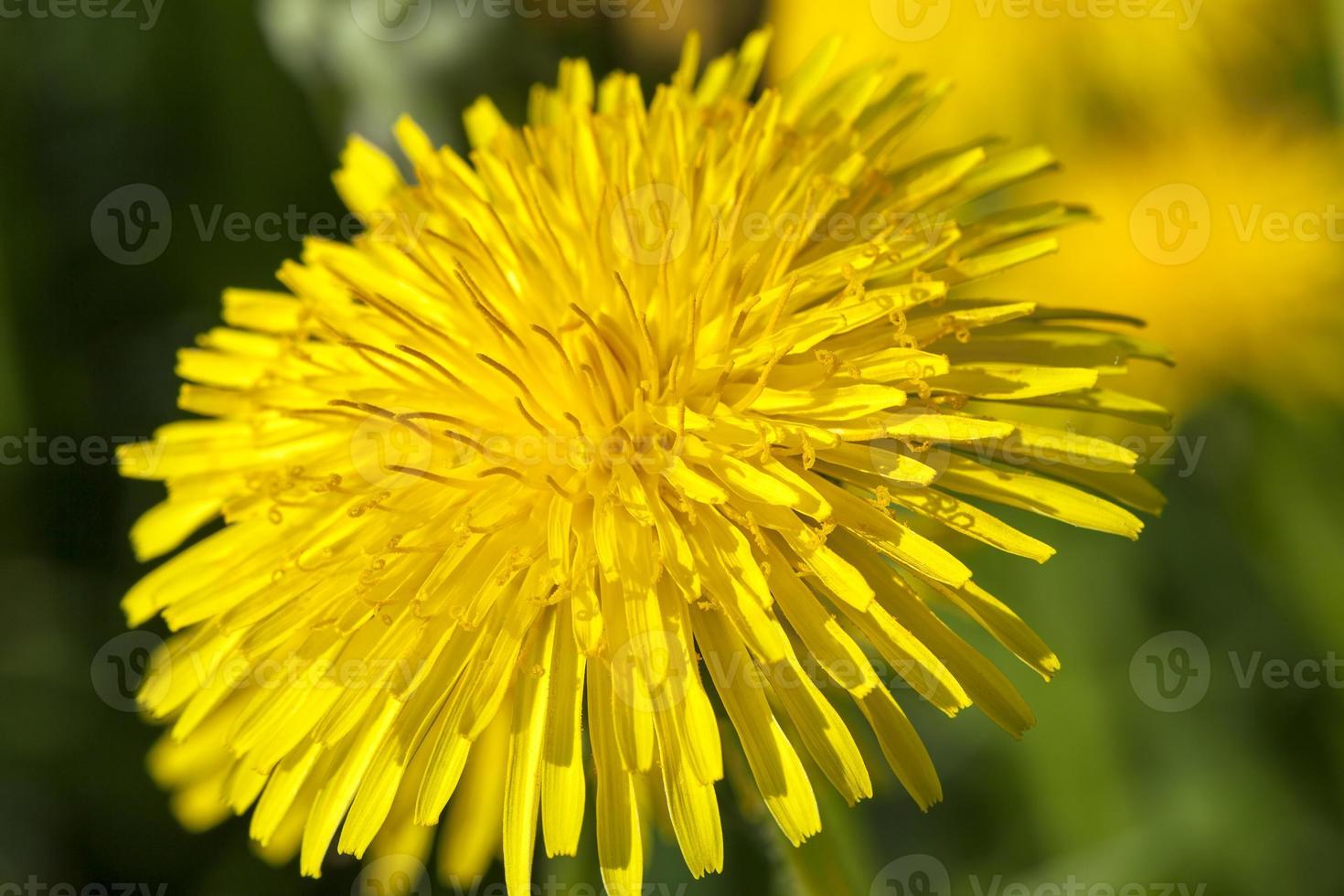 yellow dandelions in spring photo