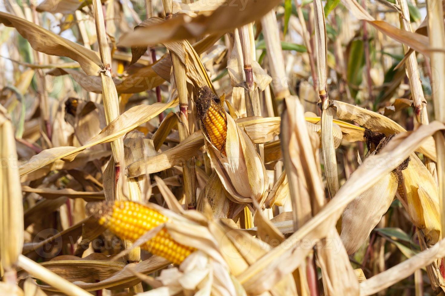 Ripe yellow corn photo