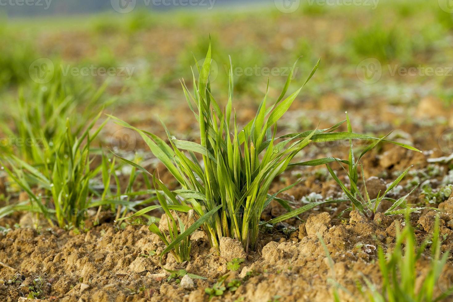 young grass plants, close-up photo