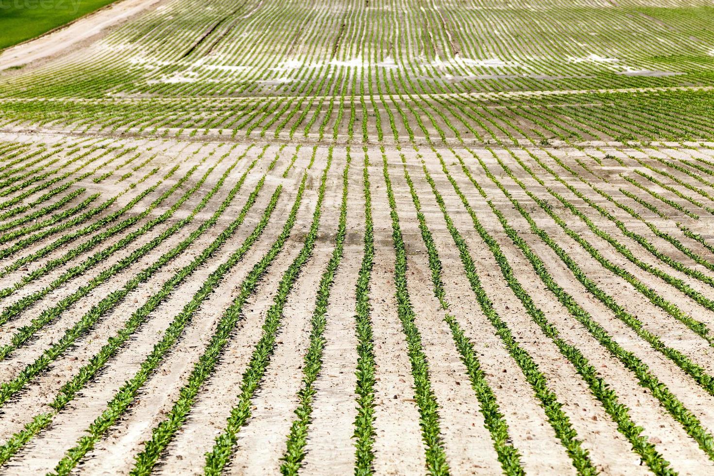 field with beetroot photo