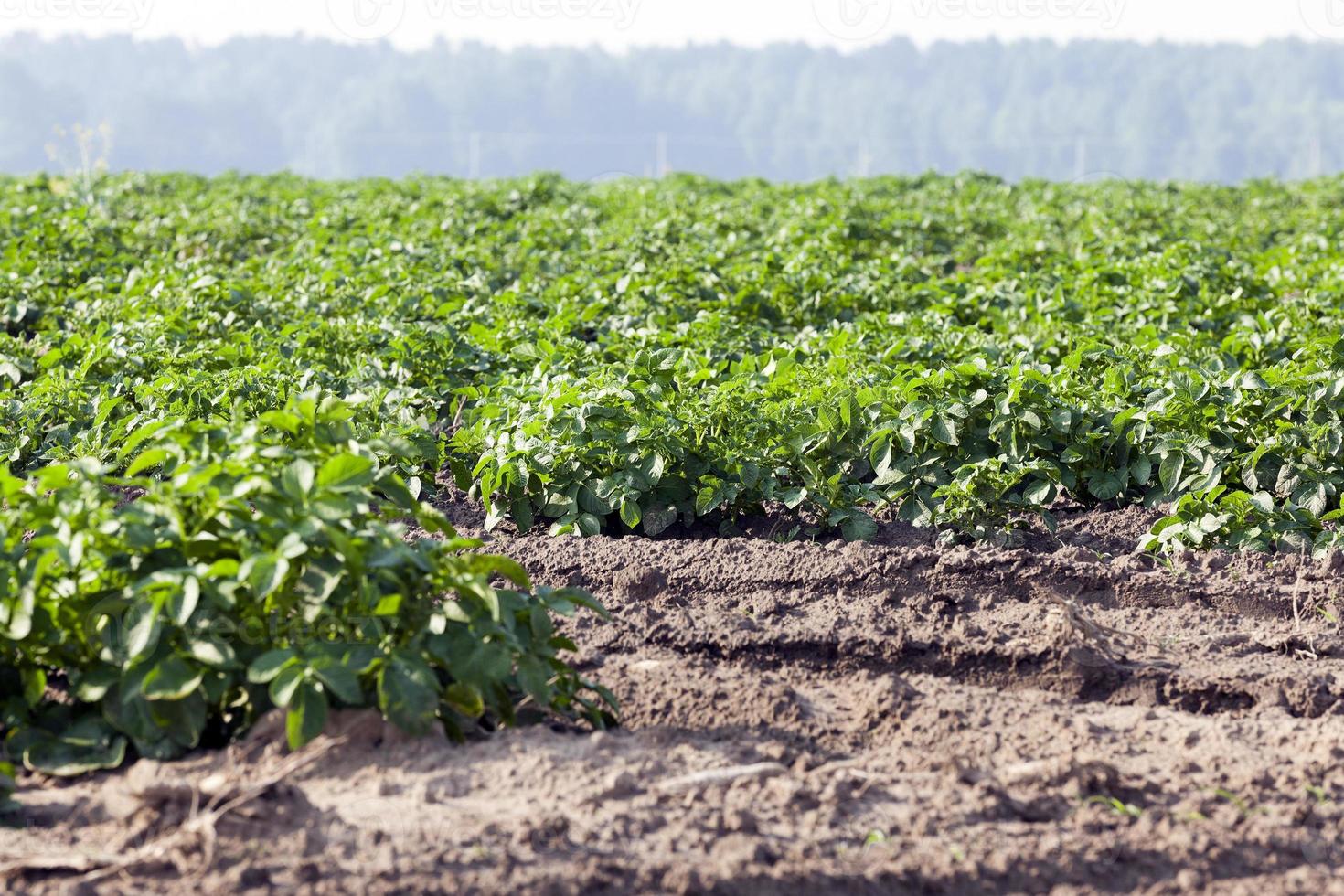 Field with potato photo