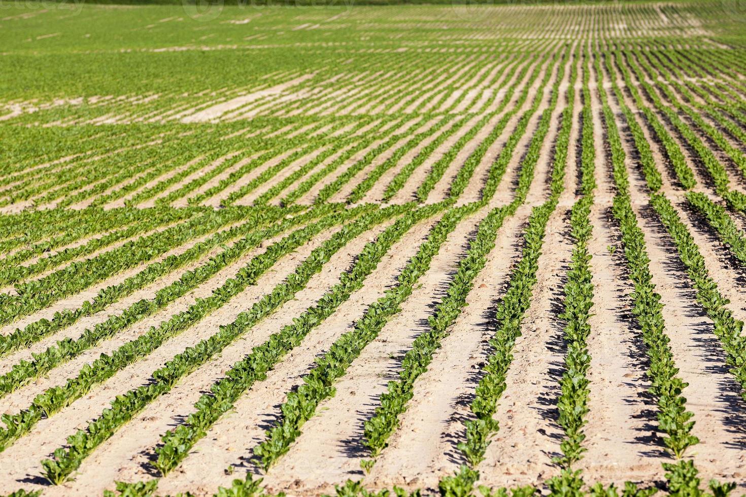 agricultural field with beetroot photo