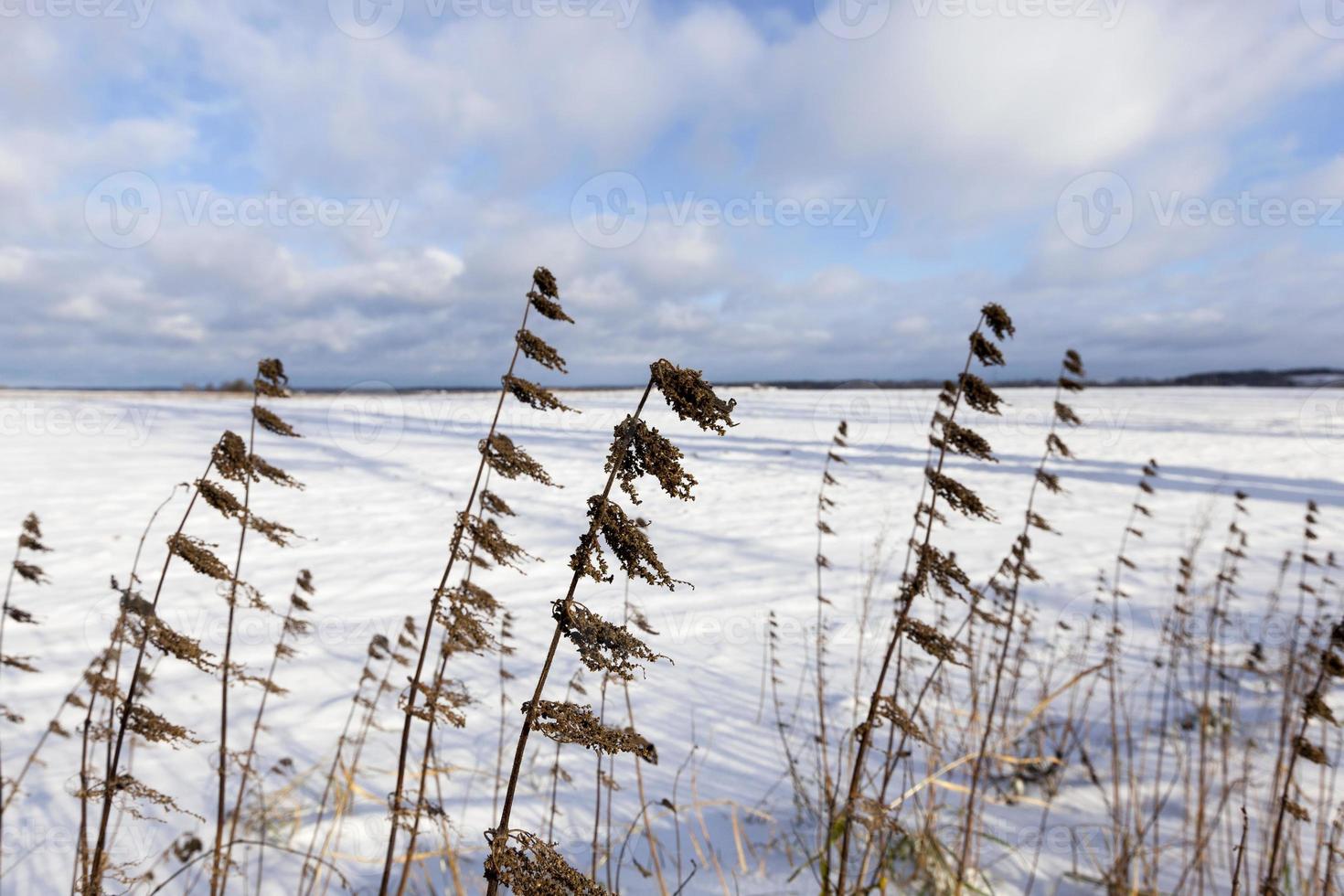 Snow drifts in winter photo
