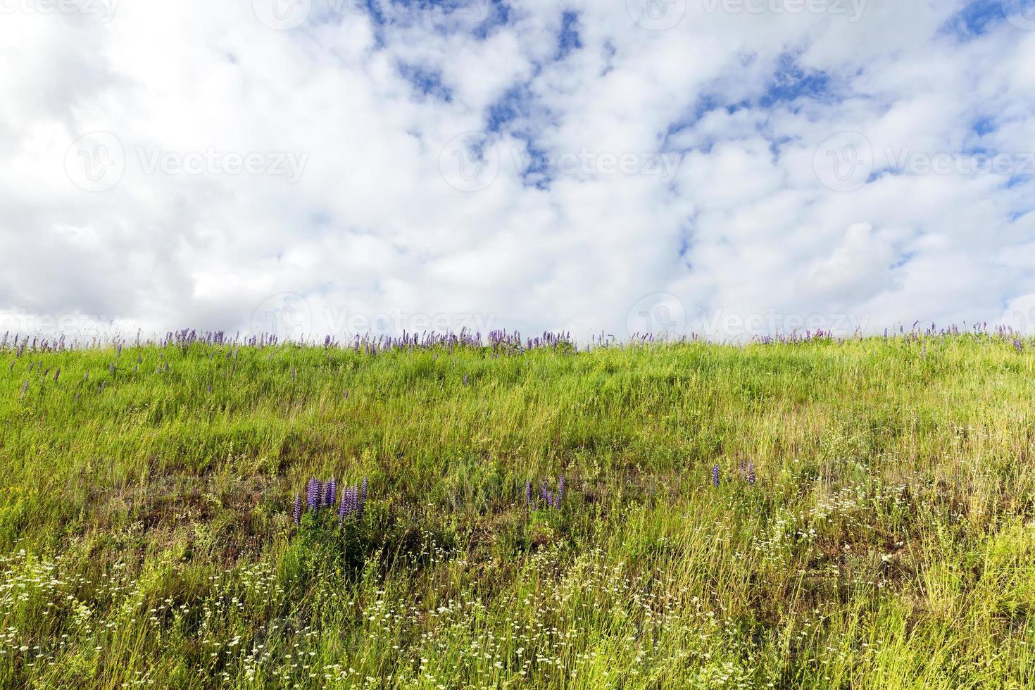 agricultural field, close up photo