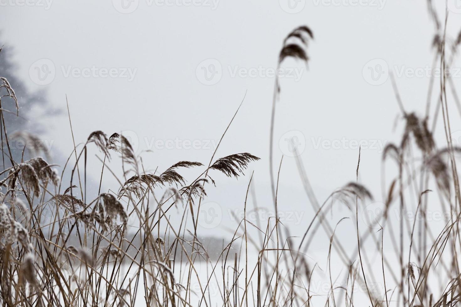 Winter season, grass photo