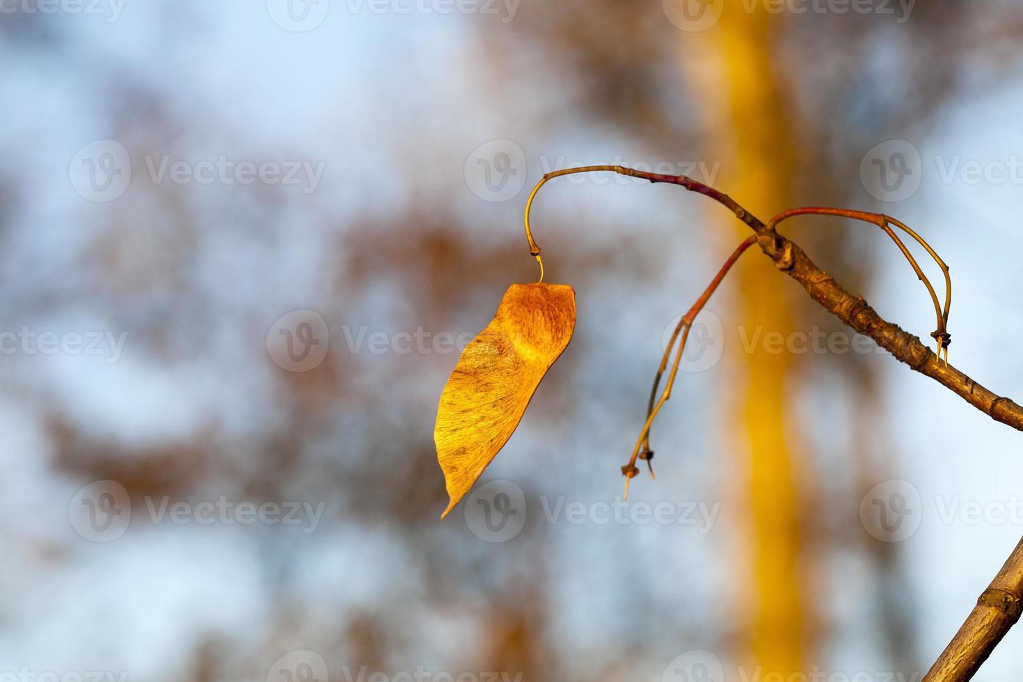 Maple seeds, close up photo