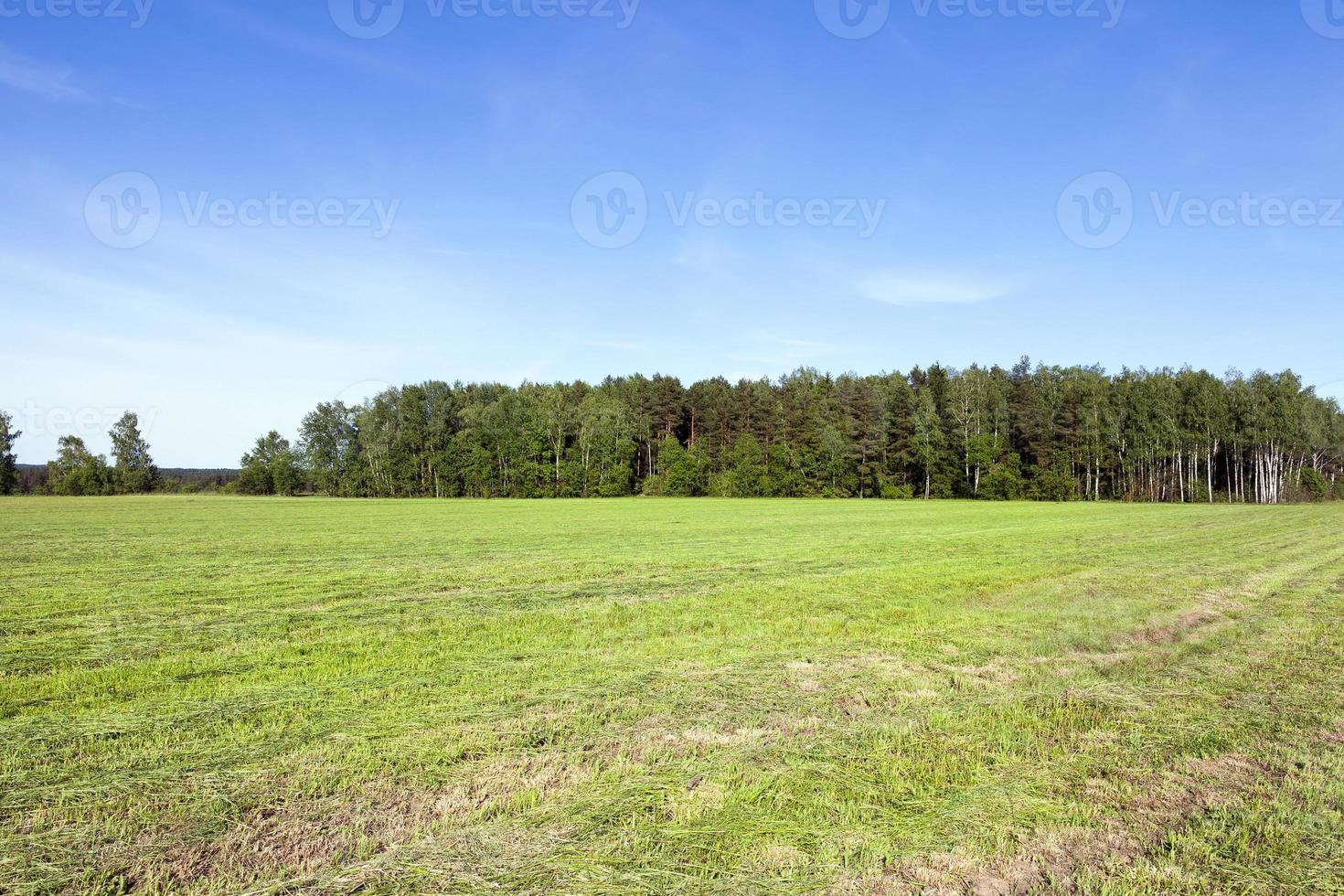 Mowed meadow and forest photo