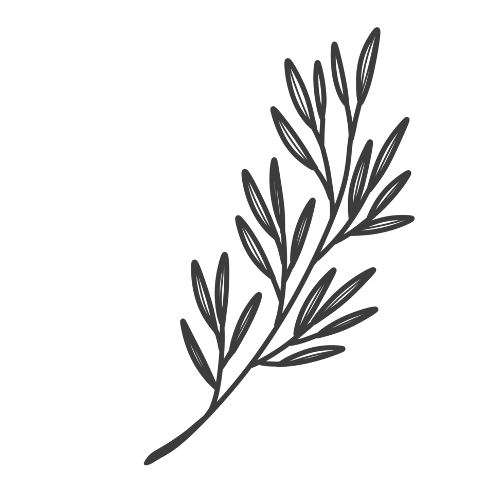 Line Art Leaf png