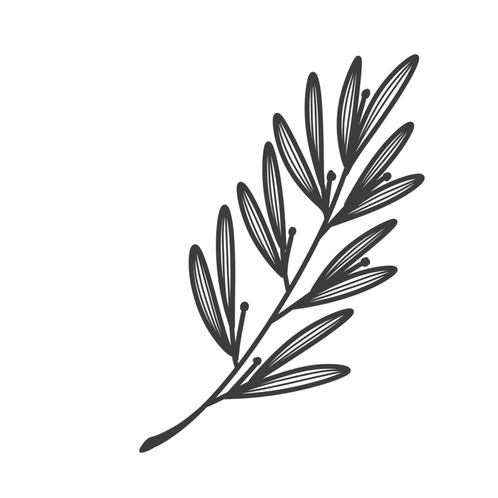 Line Art Leaf png