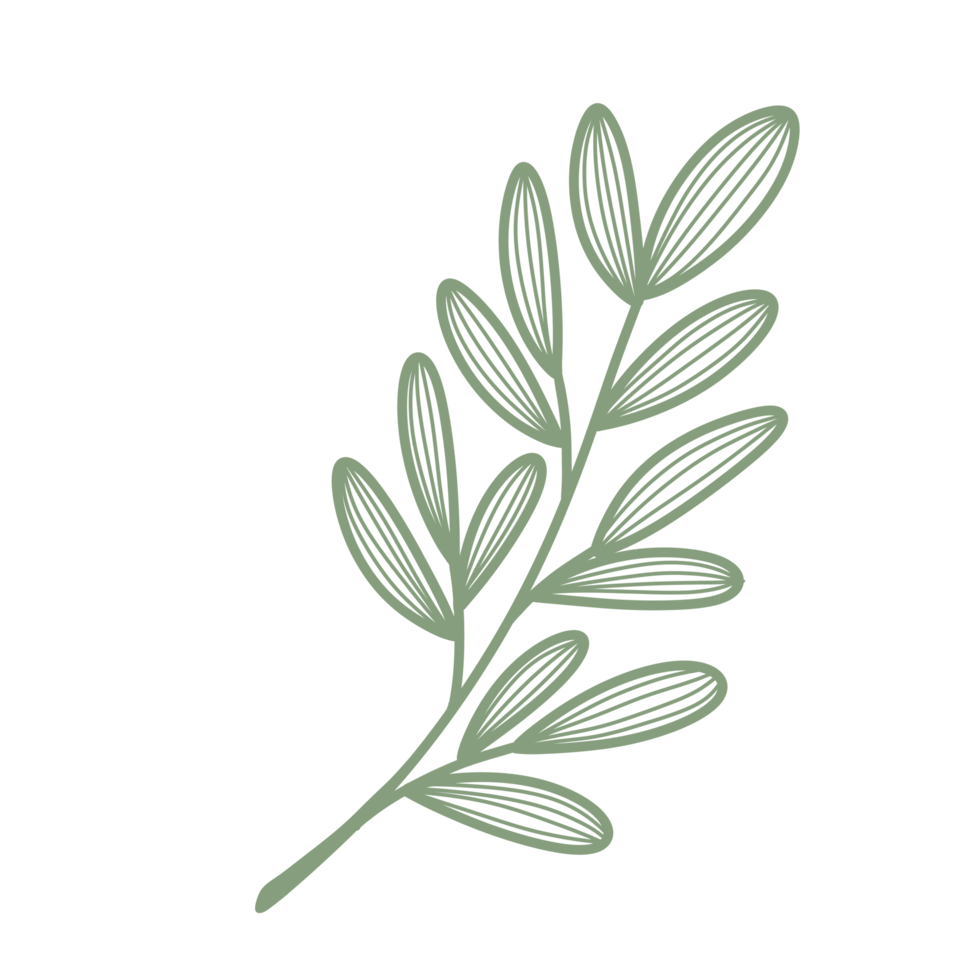 Line Art Leaf png