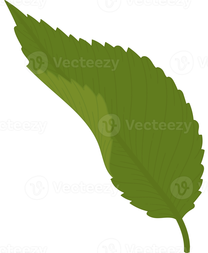 Hydrangea leaf illustration. png
