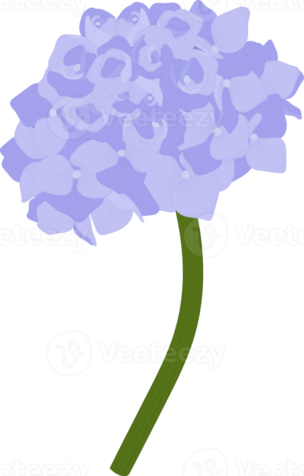 ilustração de flor de hortênsia azul. png