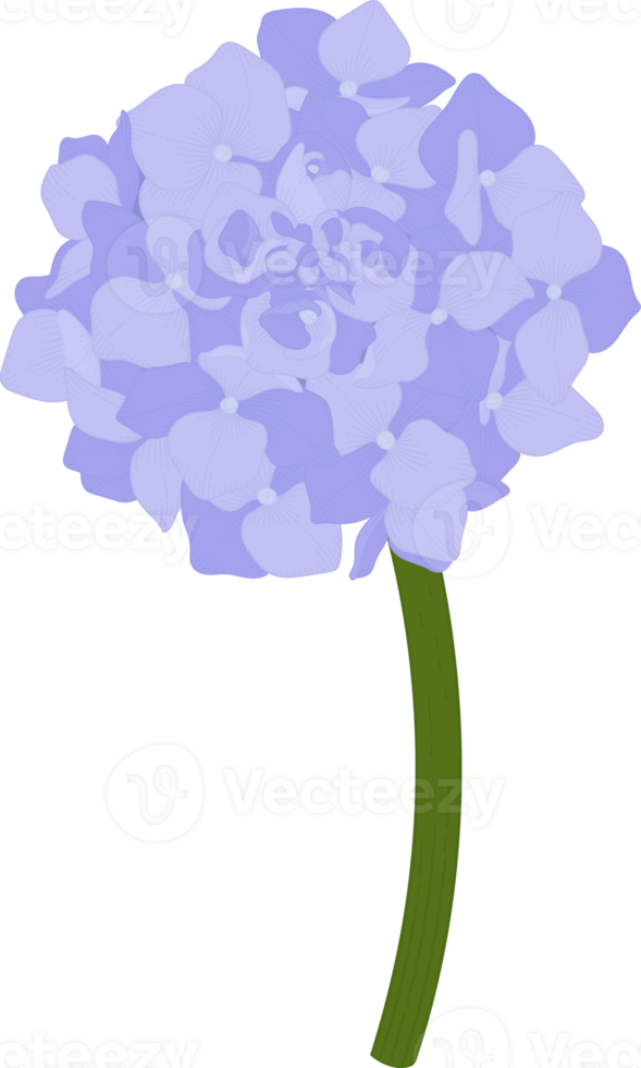 ilustración de flor de hortensia azul. png