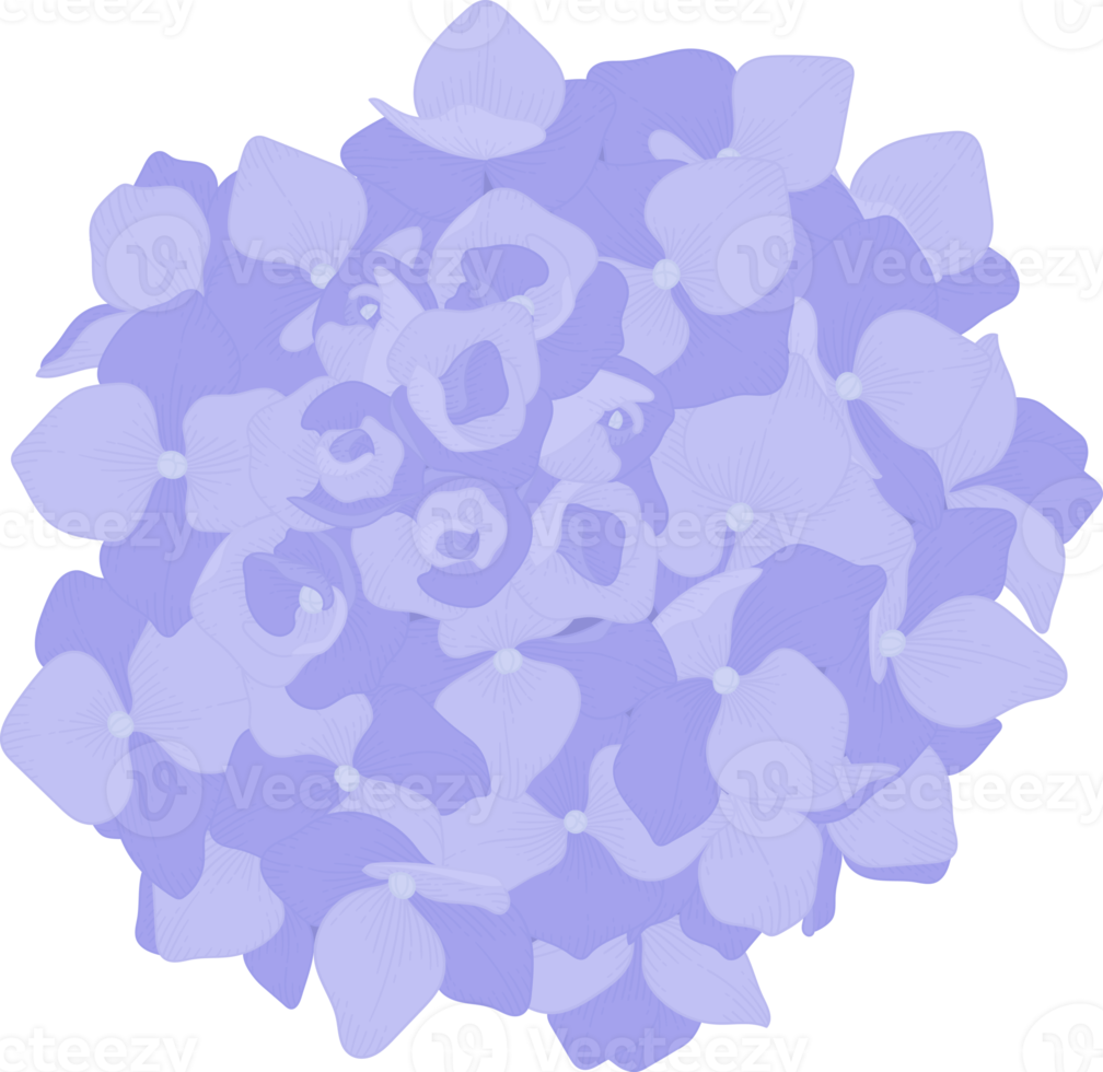 Blue hydrangea flower illustration. png