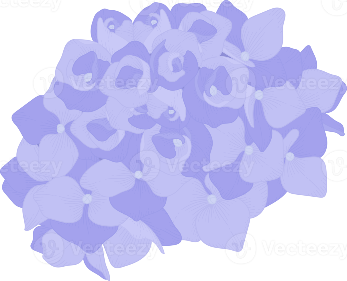 blå hortensia blomma illustration. png