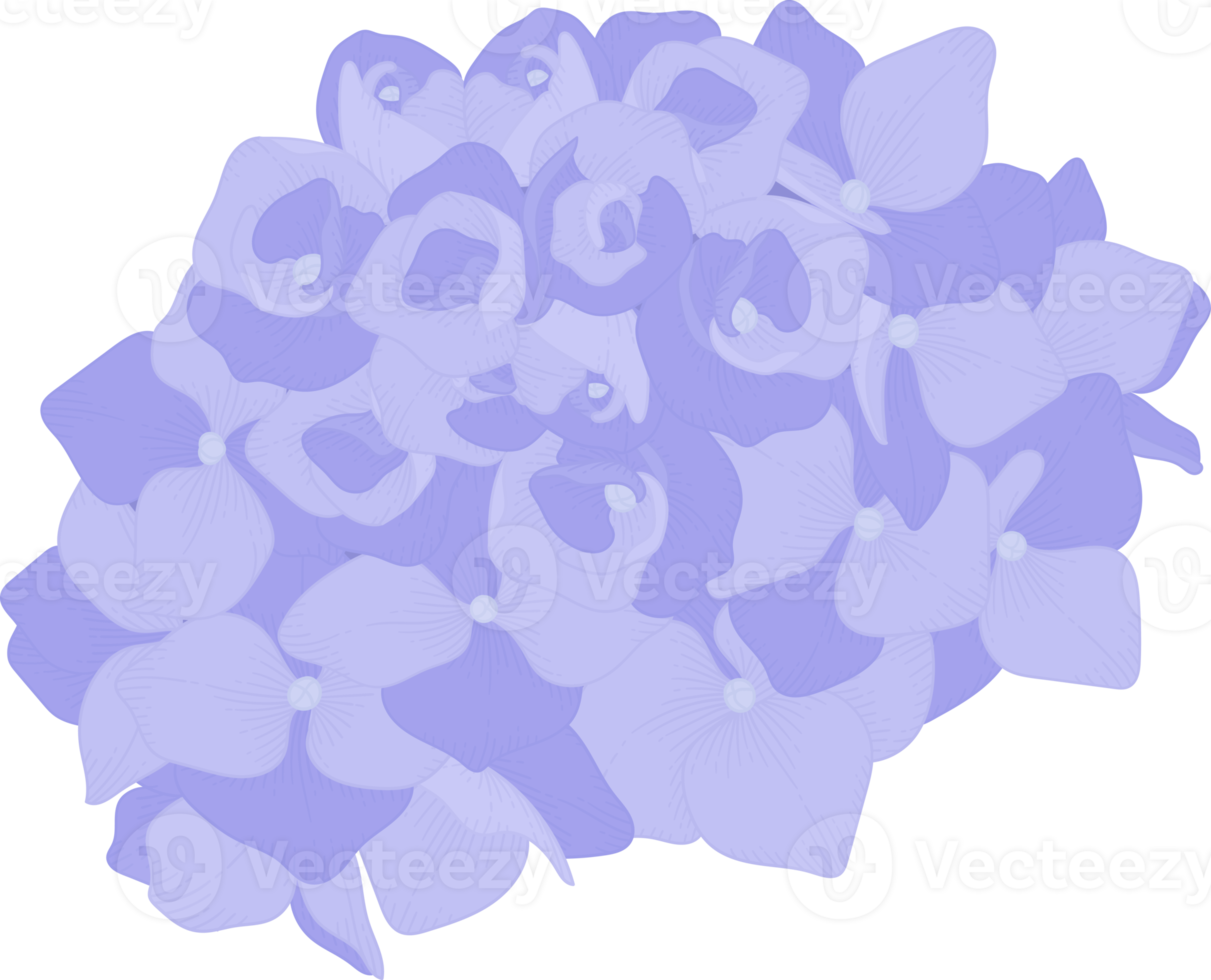 blaue hortensienblumenillustration. png