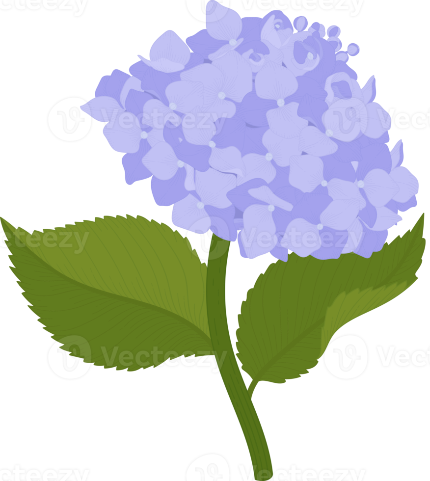 illustrazione di fiori di ortensia blu. png
