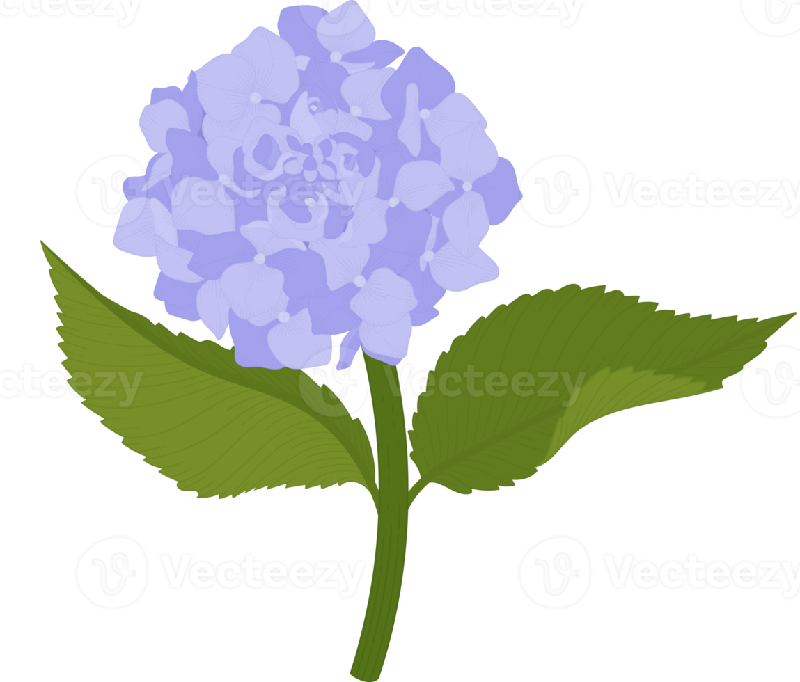 ilustração de flor de hortênsia azul. png