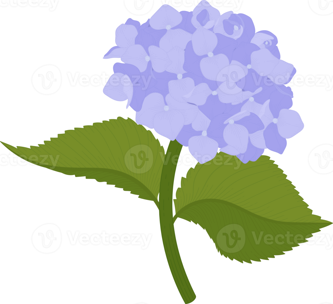 ilustración de flor de hortensia azul. png