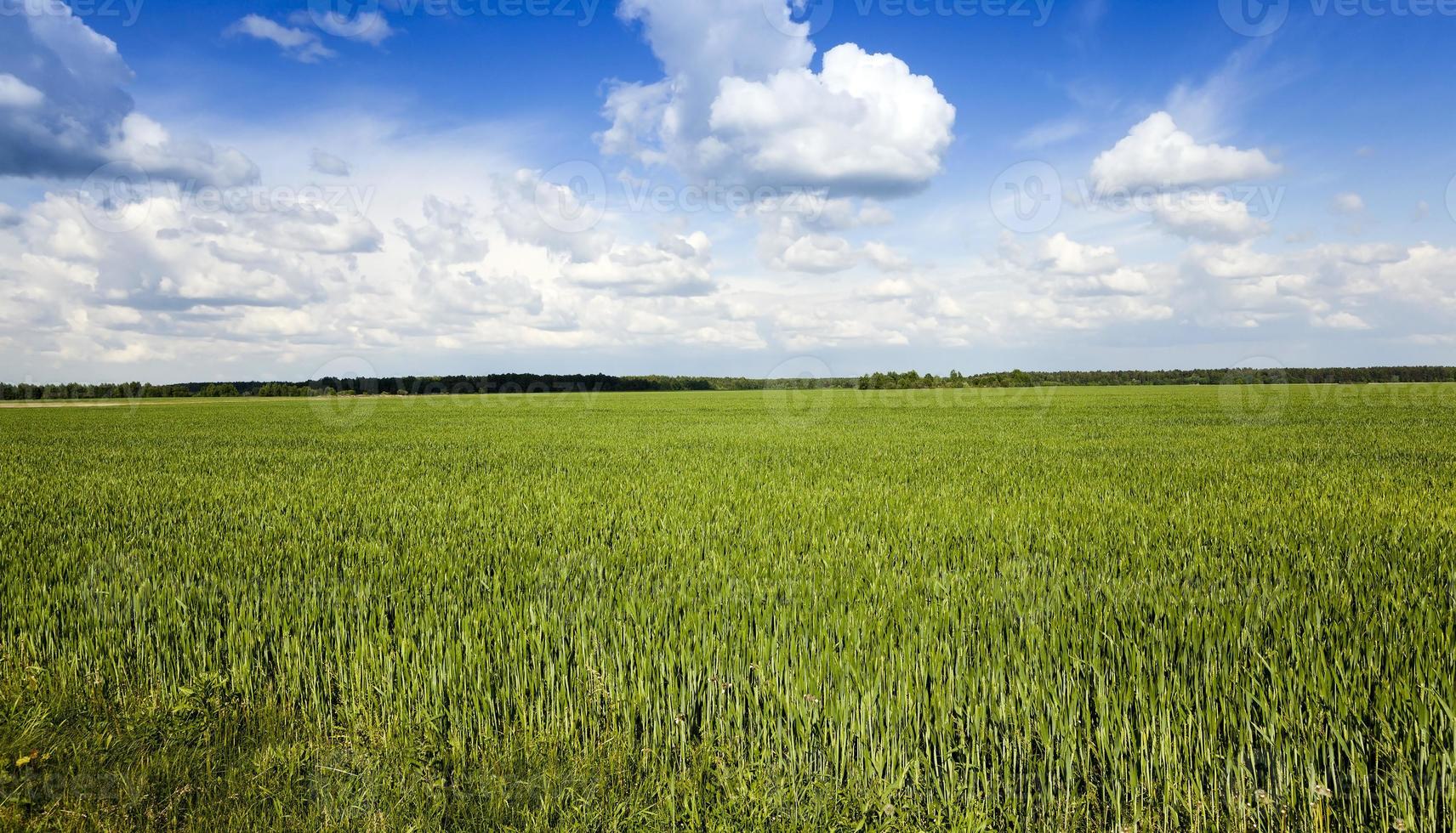 unripe green grass photo