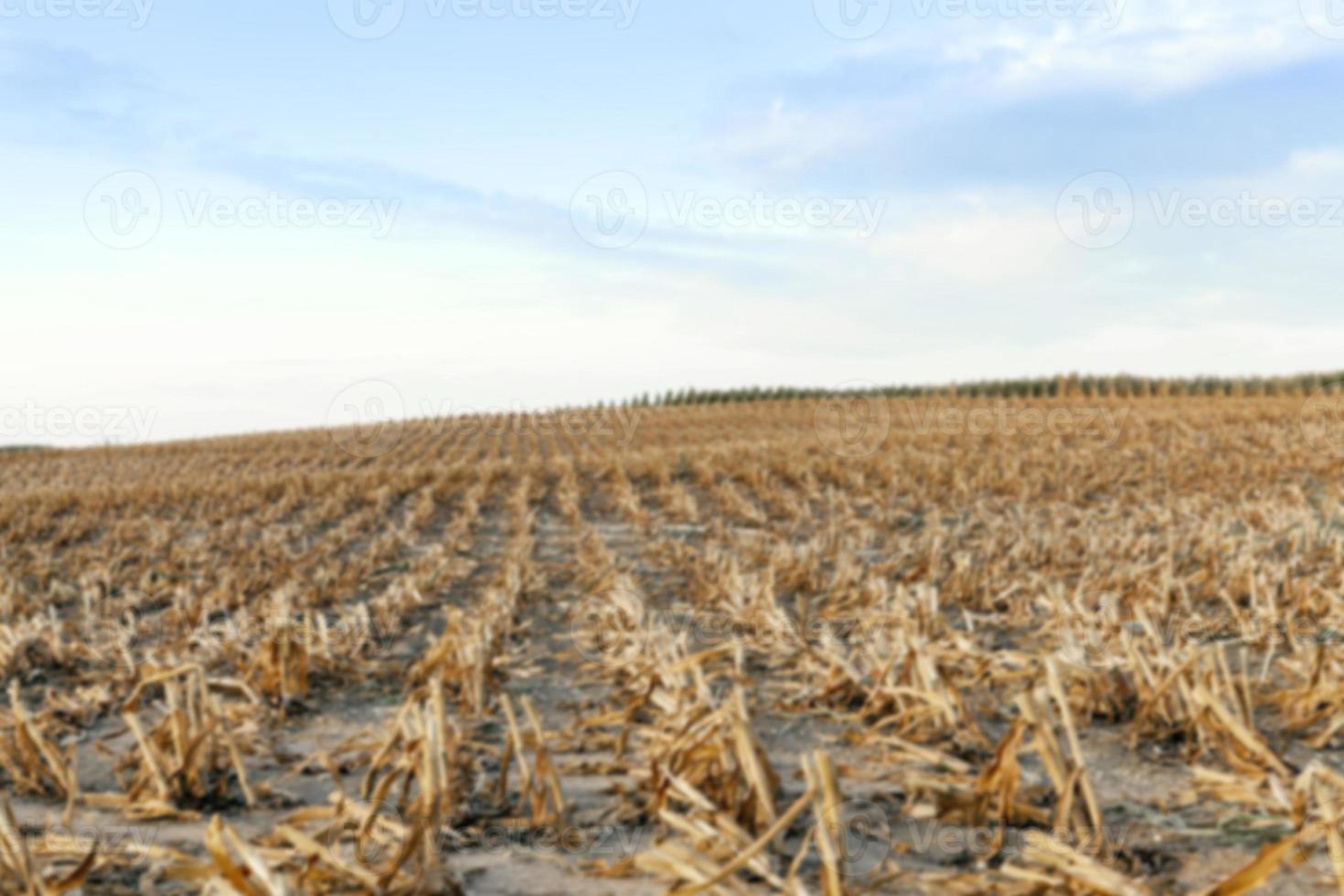 harvesting corn, defocus photo