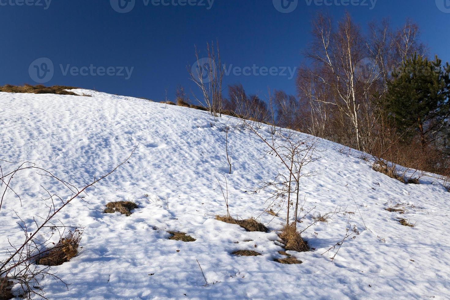 trees in winter photo