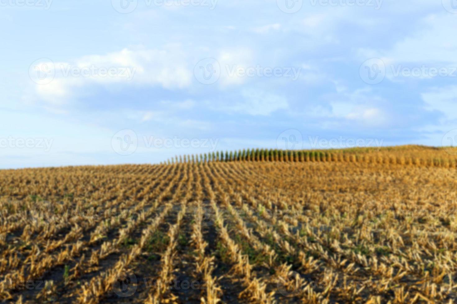 harvesting corn, defocus photo