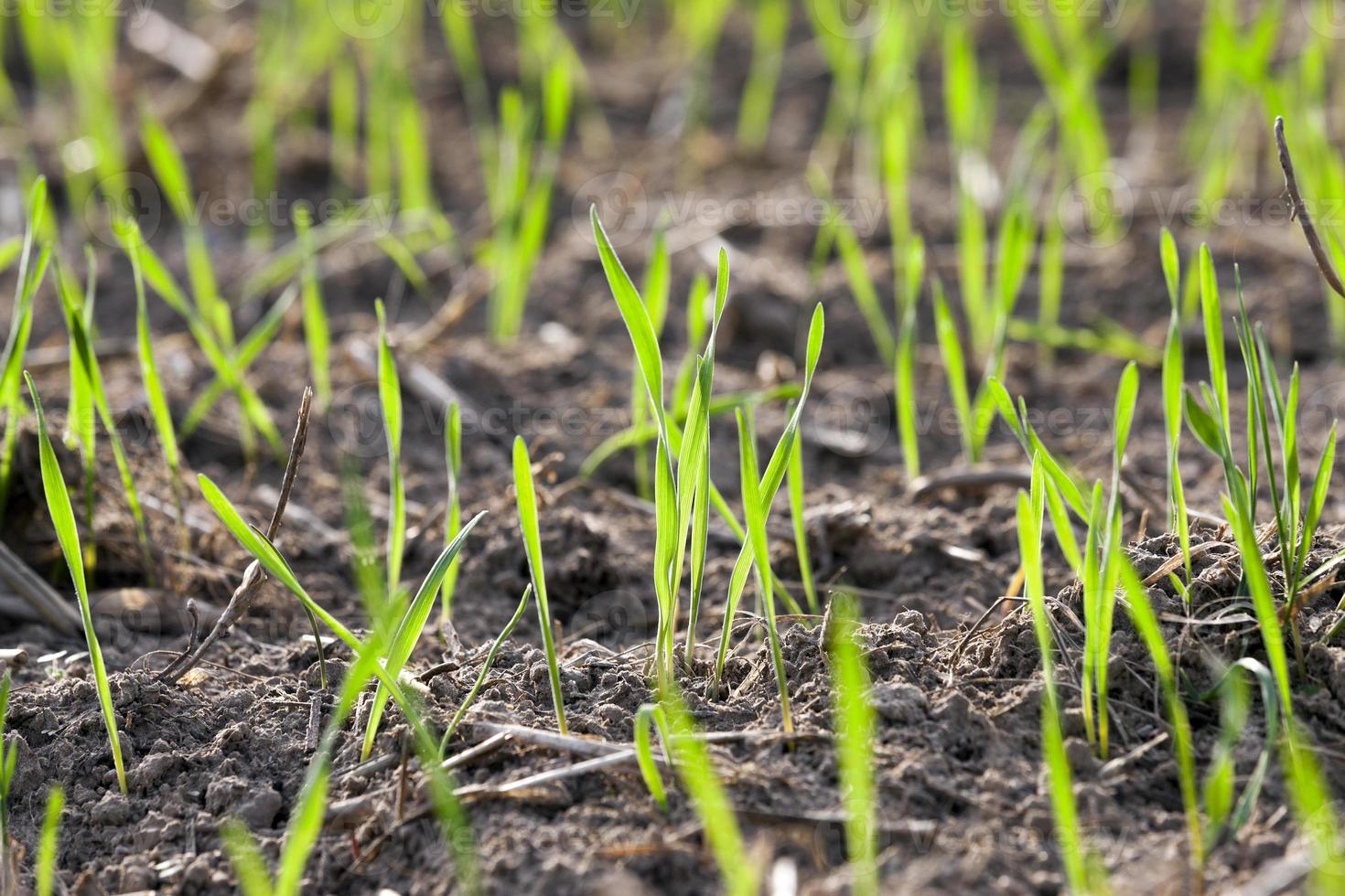 young grass plants, close-up photo