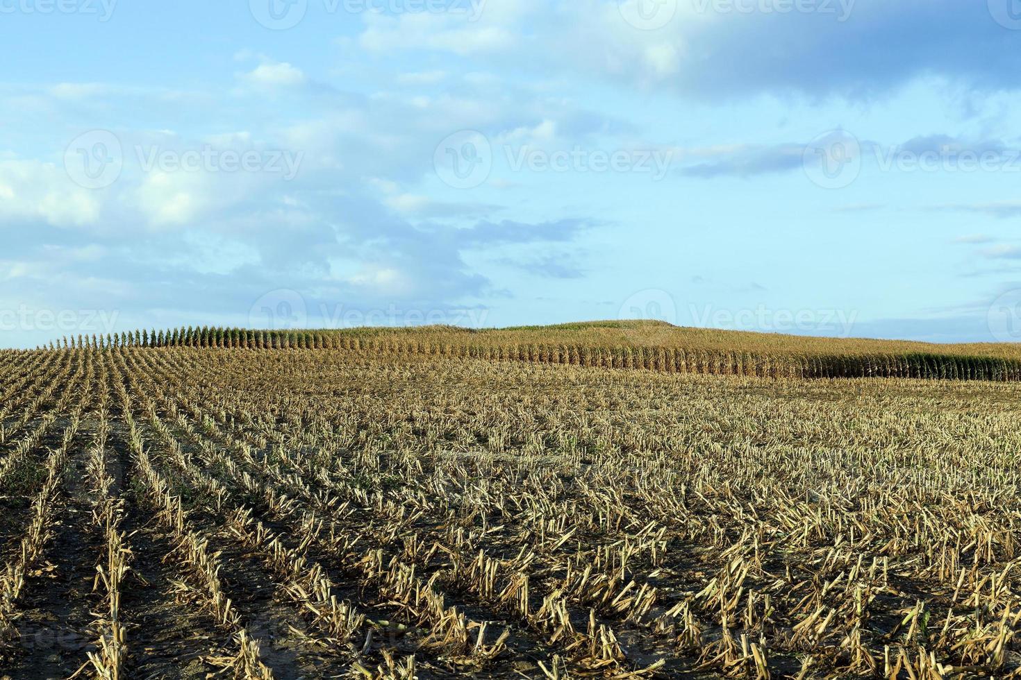 harvested mature corn photo