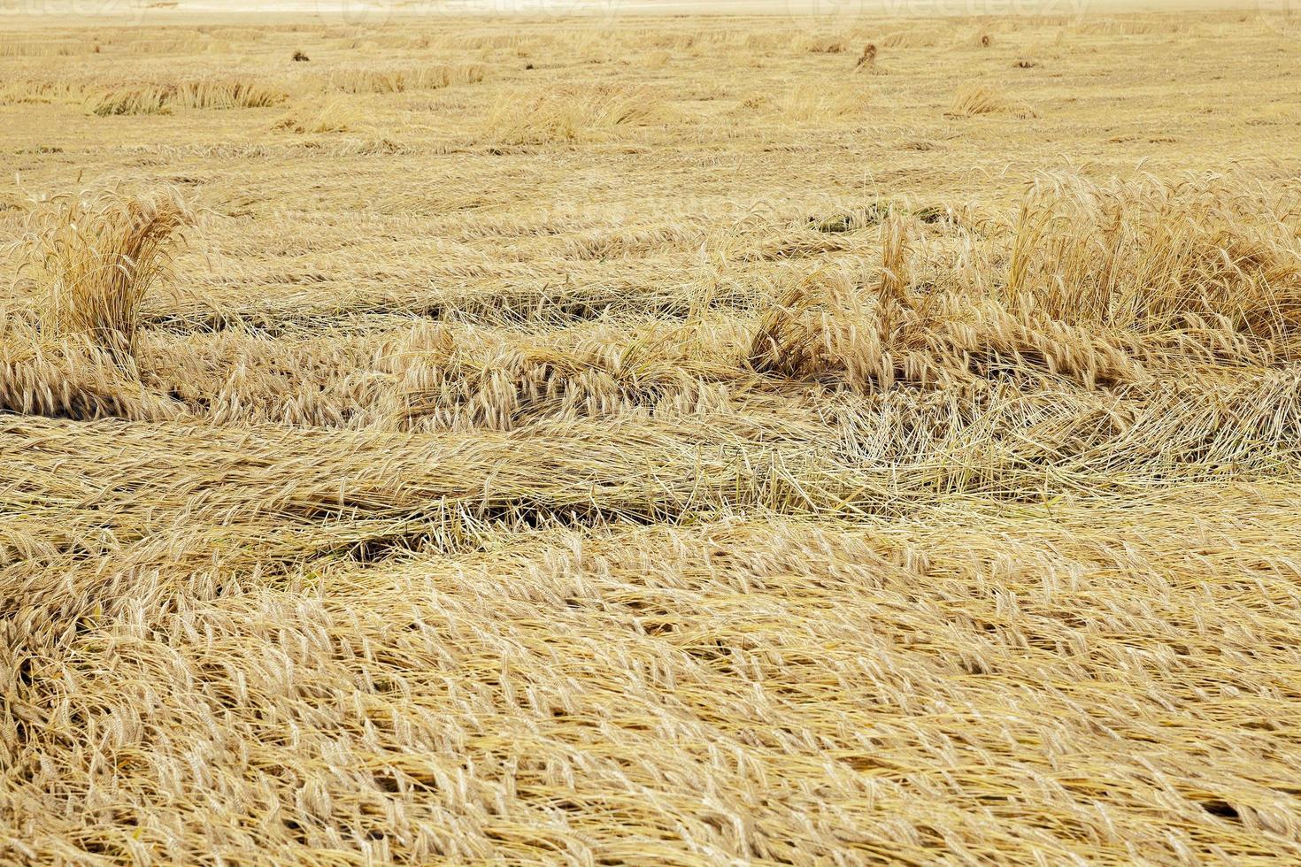 farm field cereals photo