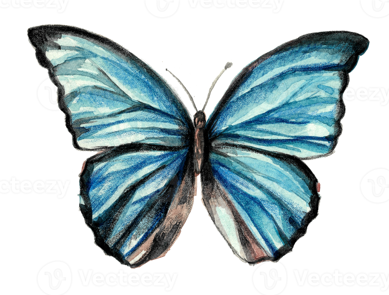 Watercolor drawing of a bright butterfly with blue wings. Morpho butterflies. Isolated on a white background png