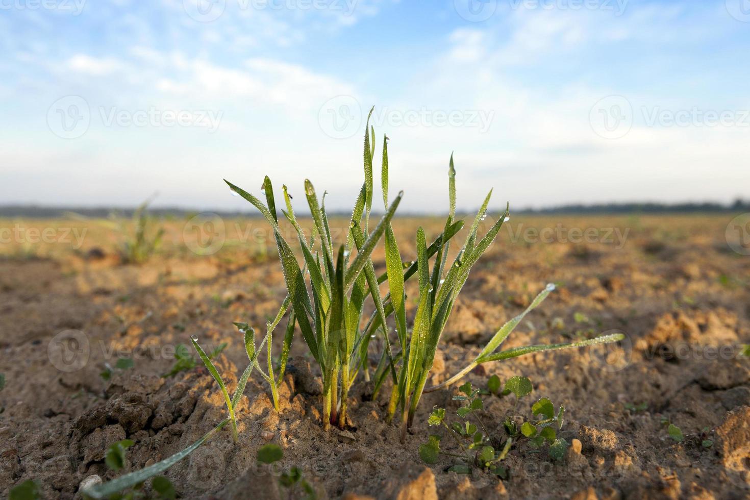 young grass plants, close-up photo