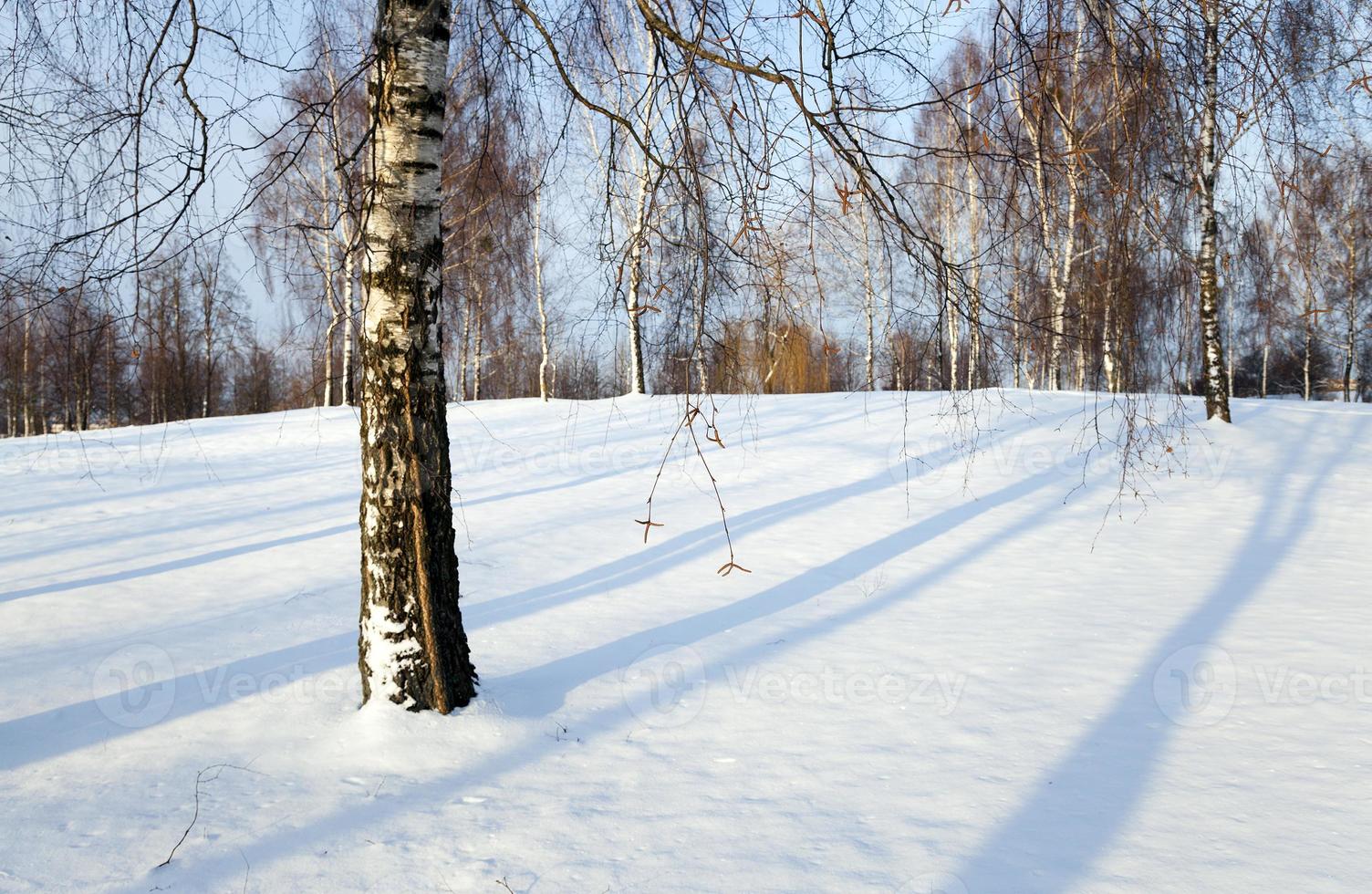 trees in winter photo