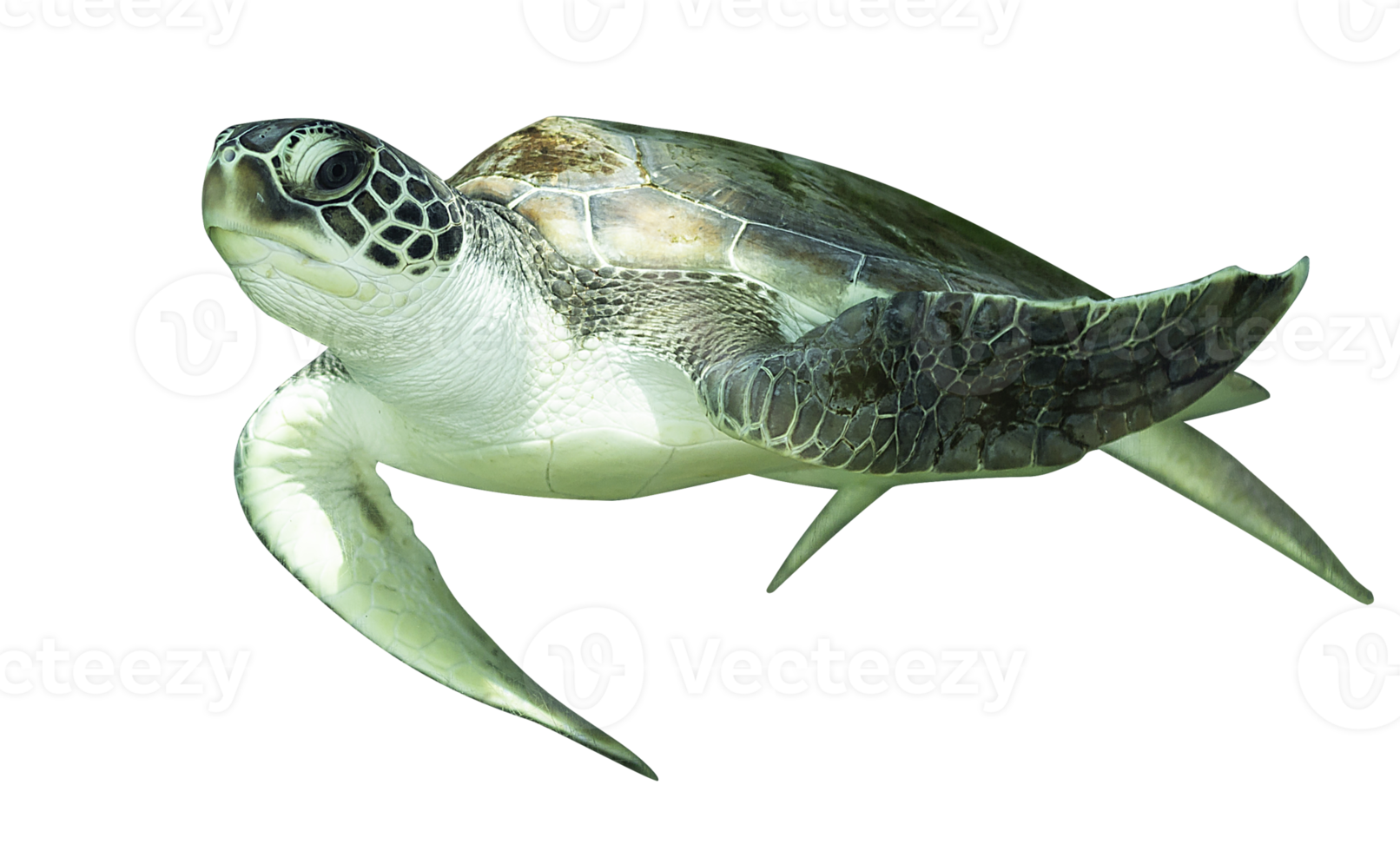 sea turtle isolated on white background png