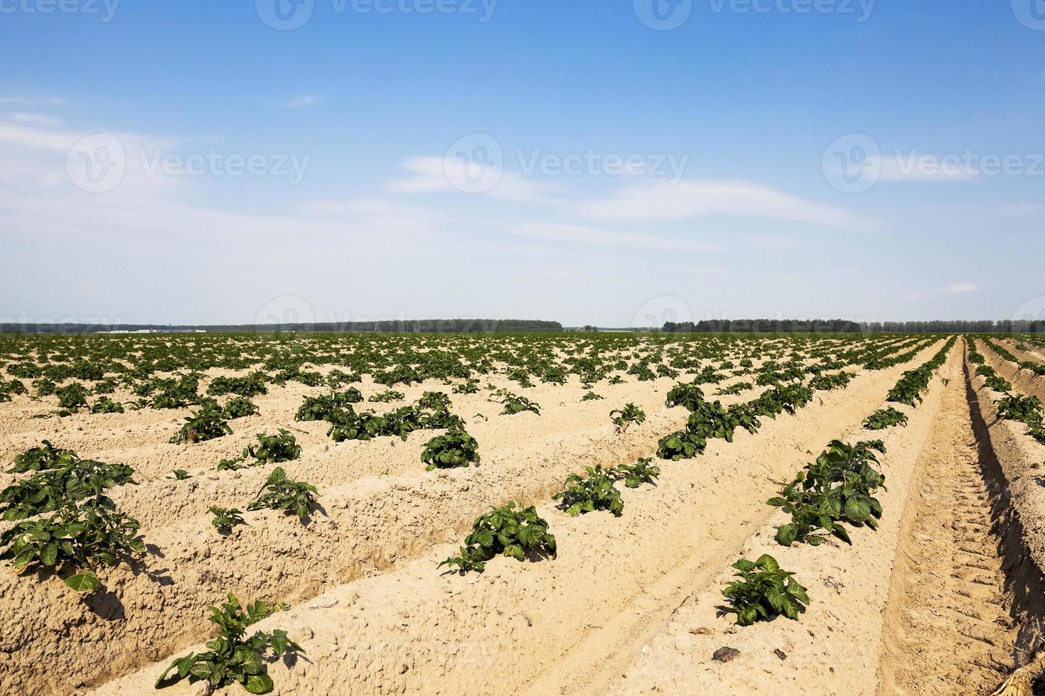 sprouting potatoes. Field photo