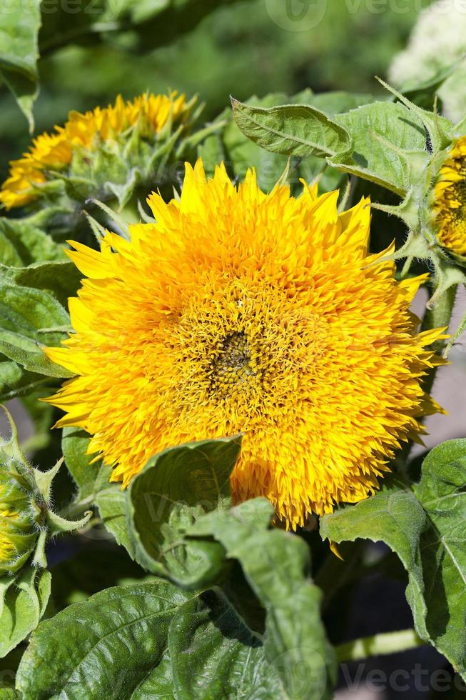 Decorative sun flowers photo