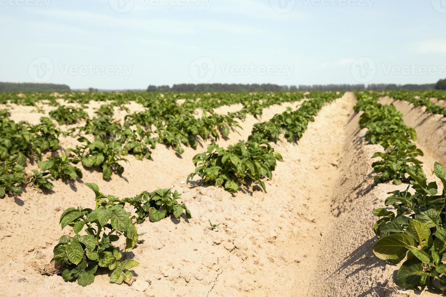 Young sprouts of potatoes photo