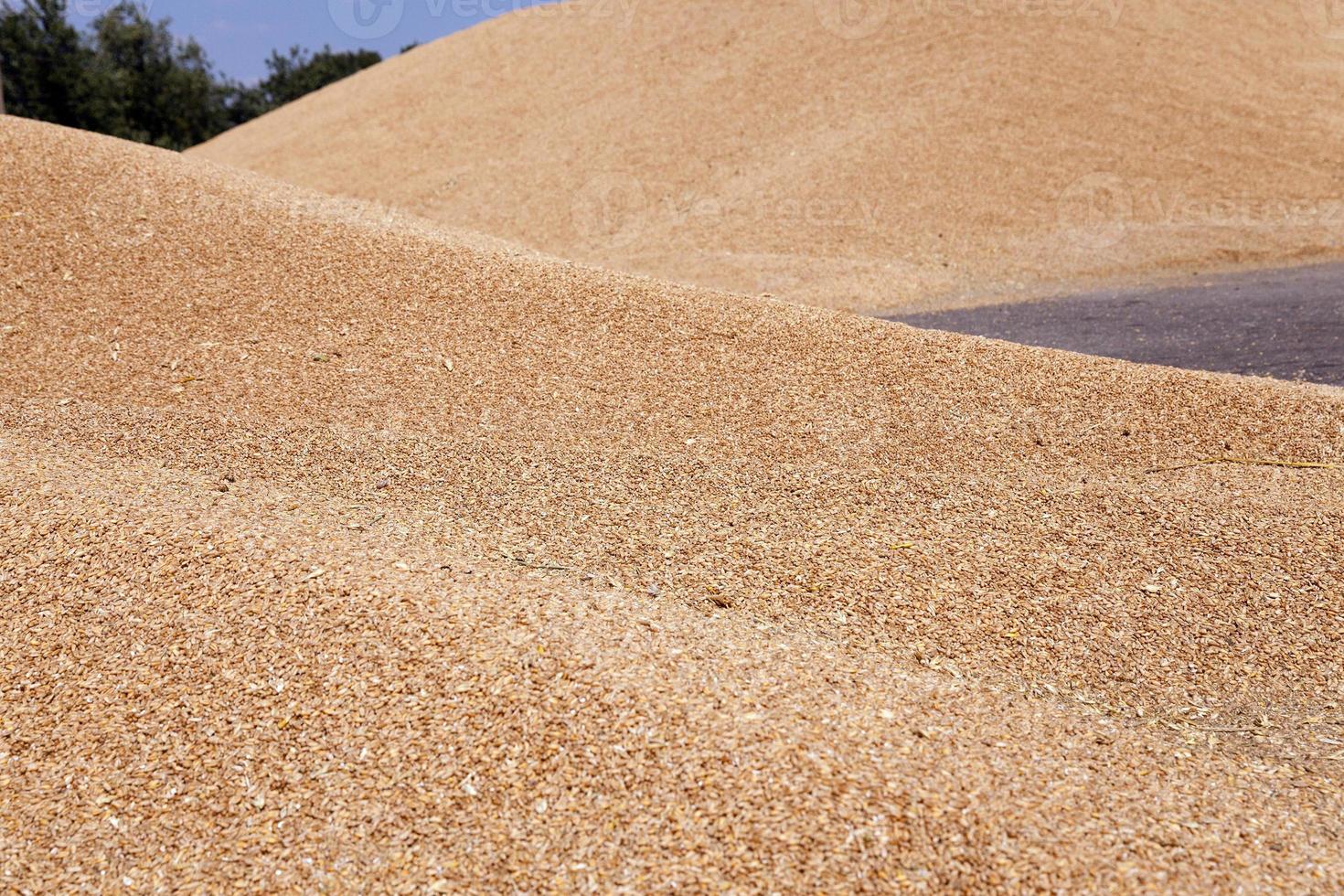 wheat crop . summer photo