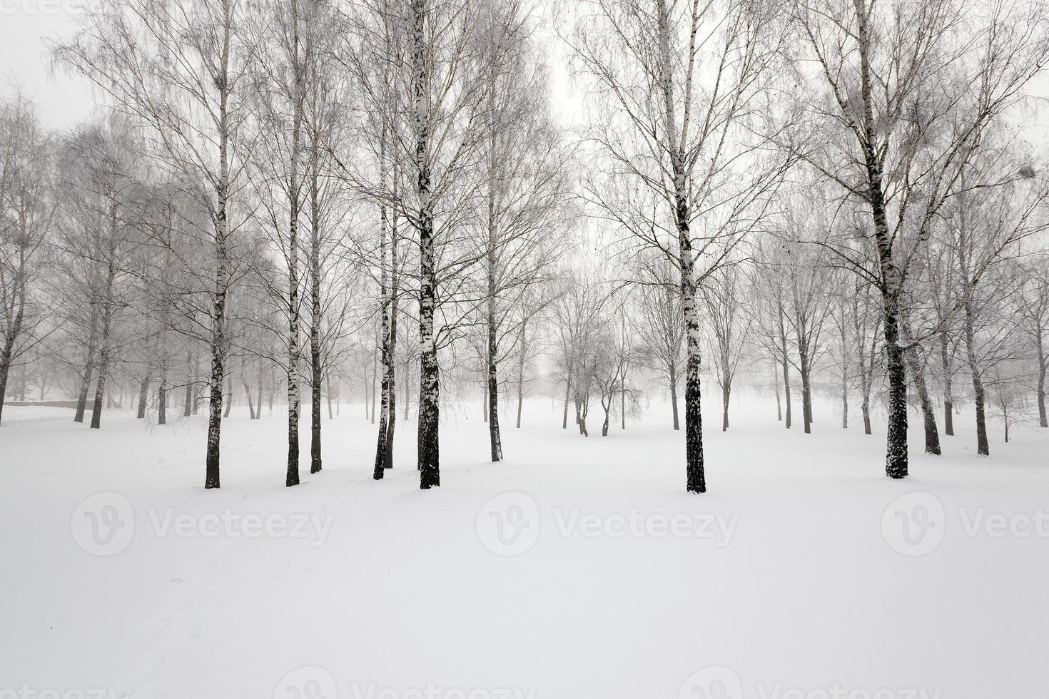 winter time , snow photo