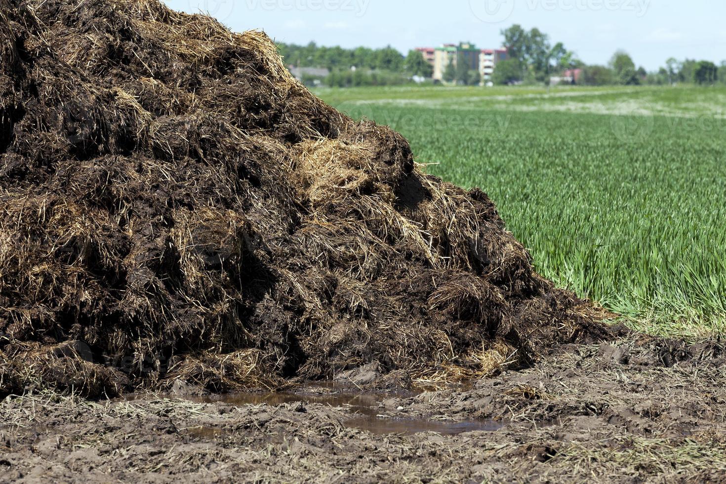 manure for fertilizer 9662883 Stock Photo at Vecteezy