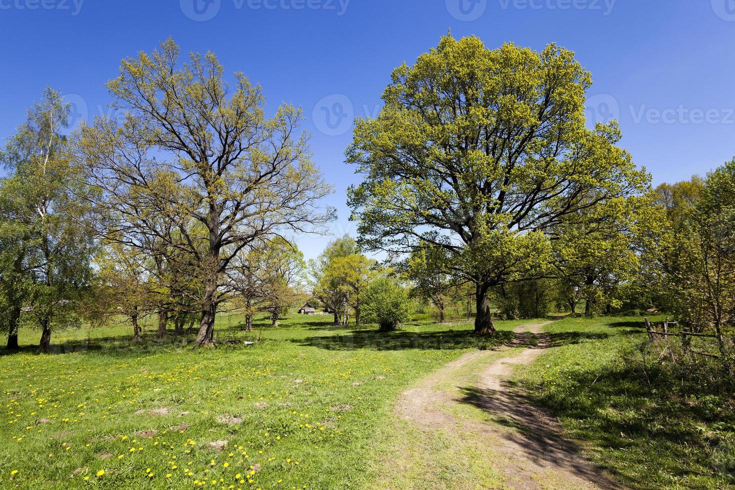 camino rural, primavera foto