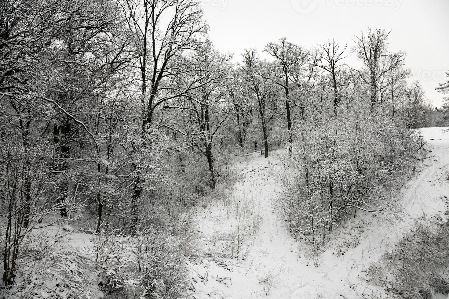 trees in the winter photo