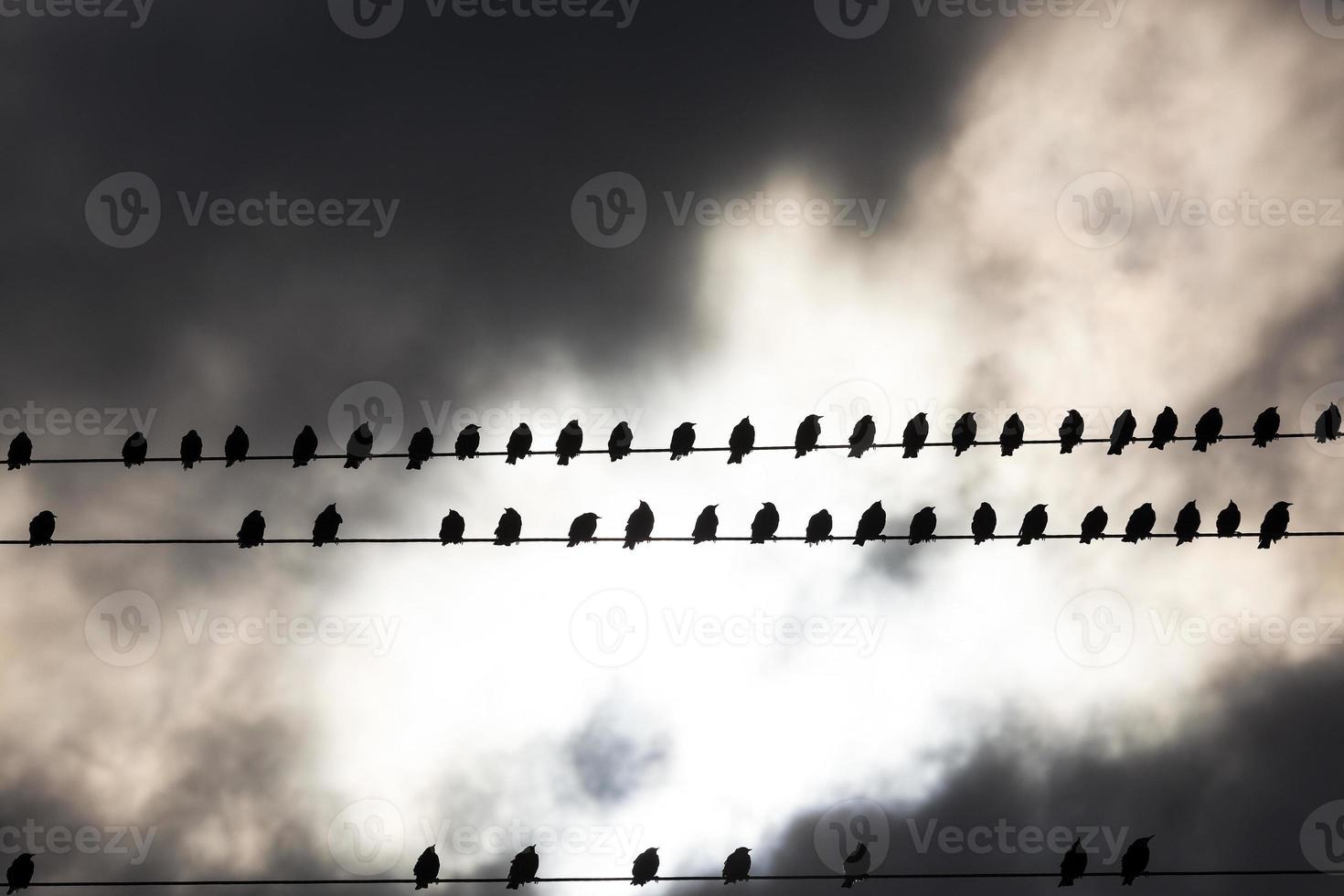 Birds on a wire photo