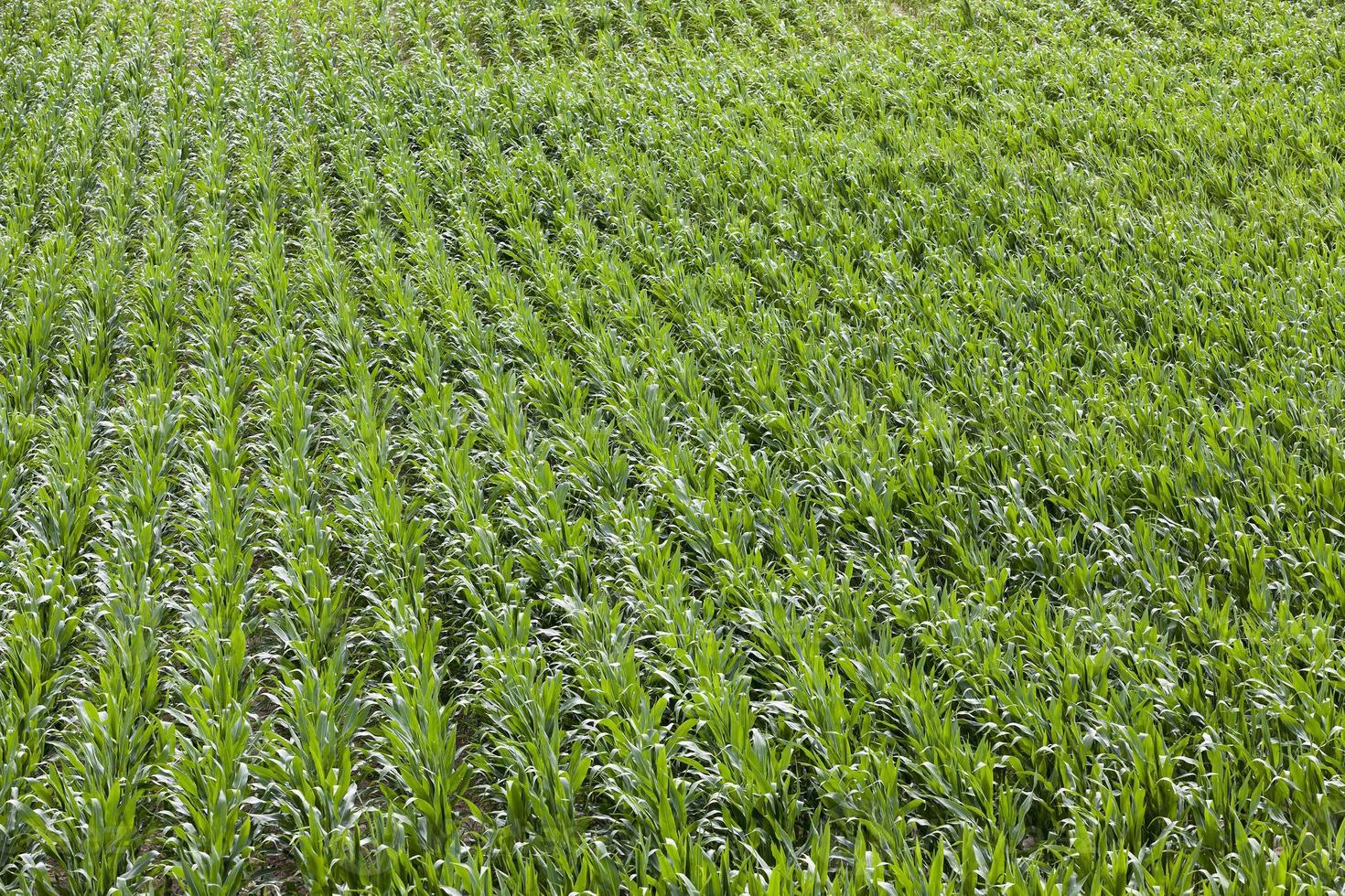 Field with corn photo