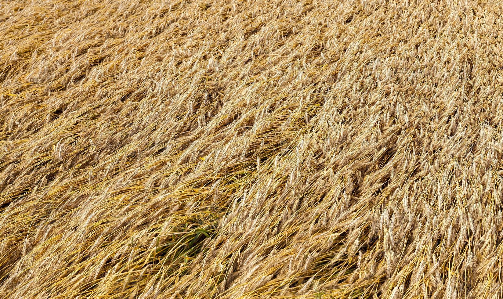 wheat grains, close up photo